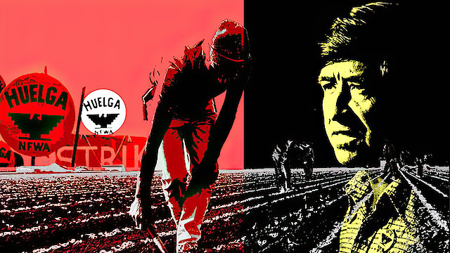 Watch The Fight in the Fields Online