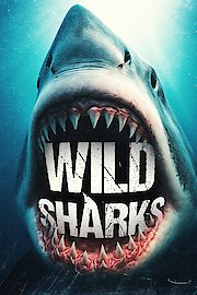 Wild Sharks poster