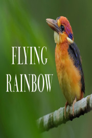 Flying Rainbow poster