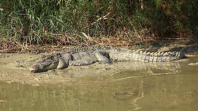 Watch Boss Croc Online