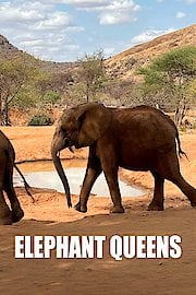 Elephant Queens