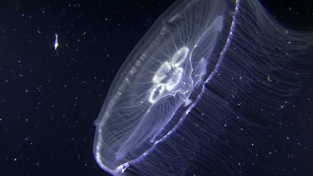 Watch Jellyfish: The Ocean's New Rulers Online