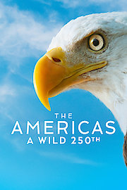 The Americas: A Wild 250th