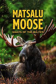 Matsalu Moose