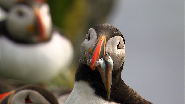 Watch Secrets of the North Sea Online