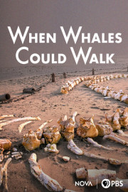 NOVA: When Whales Could Walk