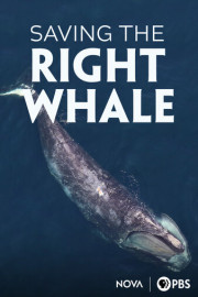 NOVA: Saving the Right Whale
