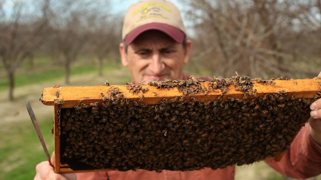 Watch Vanishing of the Bees Online