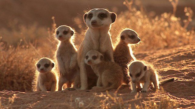 Watch The Meerkats Online