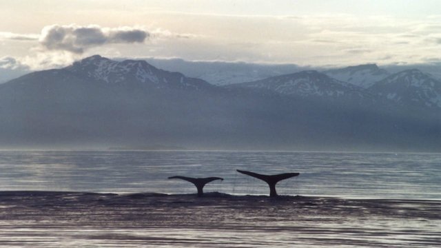 Watch A Life Among Whales Online