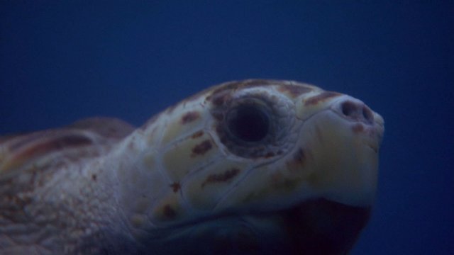 Watch Turtle: The Incredible Journey Online