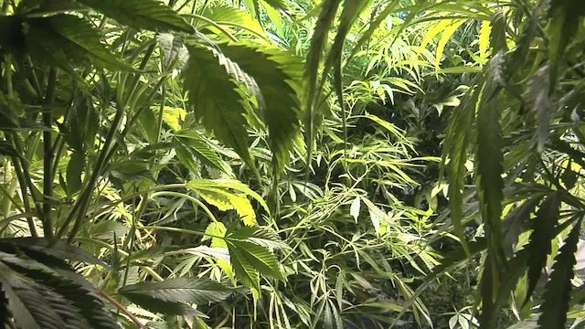 Watch A NORML Life Online