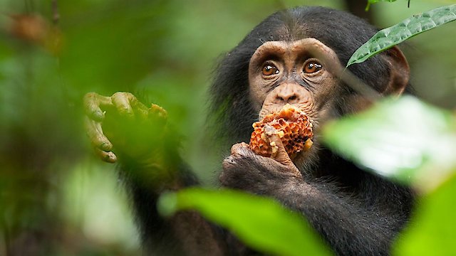 Watch Chimpanzee Online