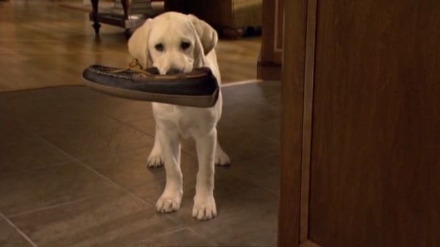 Watch Marley and Me: The Puppy Years Online