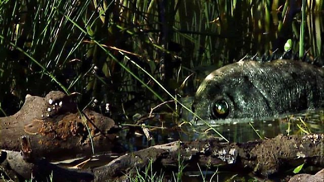 Watch Razortooth Online