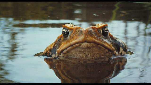 Watch Cane Toads: The Conquest Online