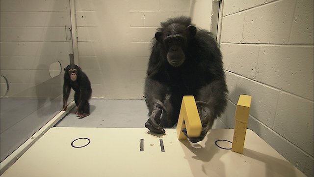 Watch Surviving Progress Online