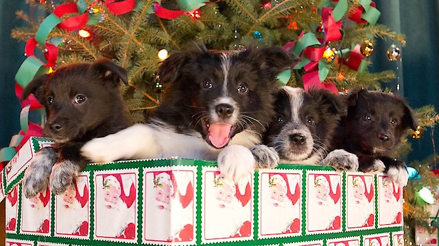 Watch 12 Dogs of Christmas: Great Puppy Rescue Online