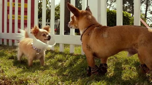 Watch Beverly Hills Chihuahua 3 Online