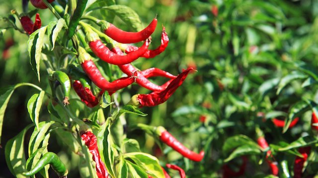 Watch Genetic Chile Online