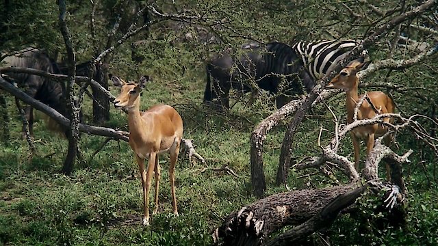 Watch African Bambi Online