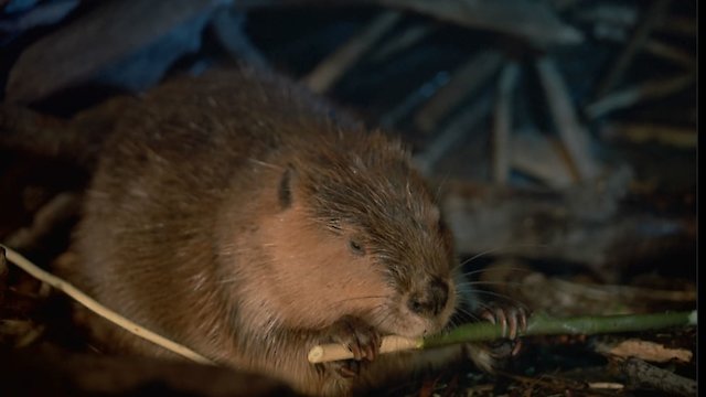 Watch Beavers Online