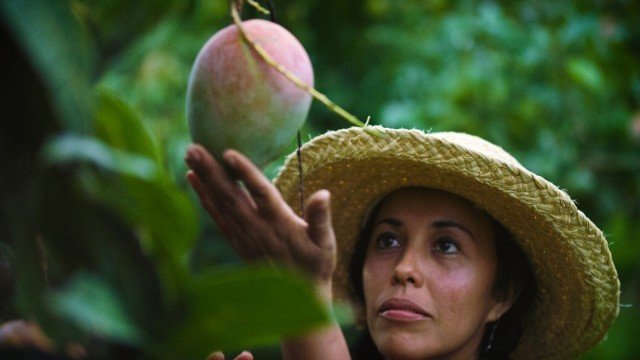 Watch The Fruit Hunters Online