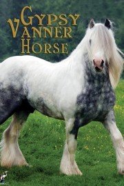 Gypsy Vanner Horse