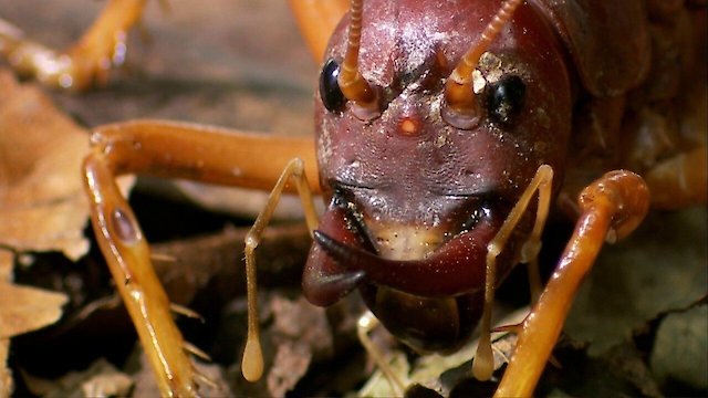Watch World's Biggest and Baddest Bugs Online