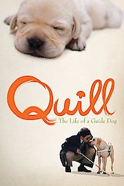 Quill: The Life of A Guide Dog poster