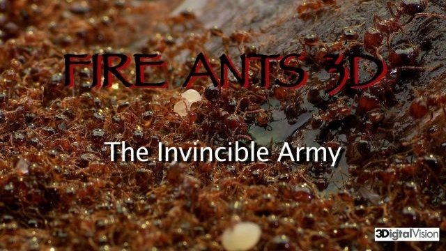 Watch Fire Ants: The Invincible Army Online