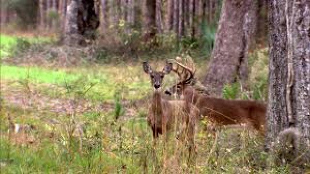 Watch The Secret Life of Whitetails Online