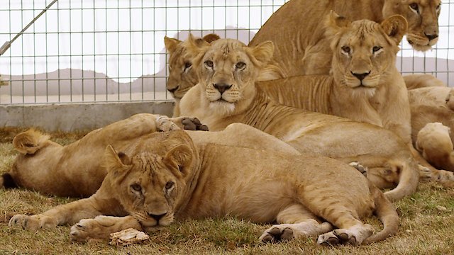 Watch Lion Ark Online