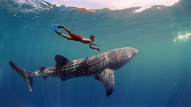 Watch Journey to the South Pacific Online