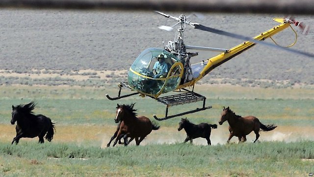 Watch Chasing Wild Horses Online