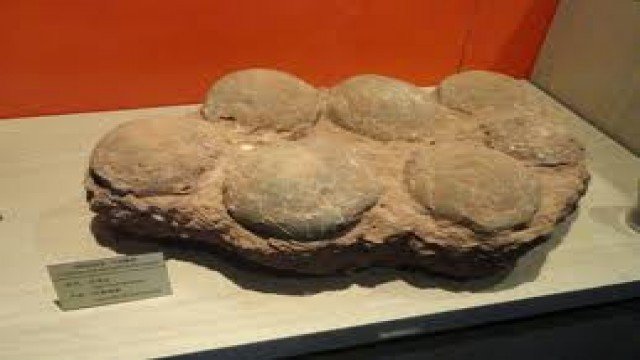 Watch Dinosaur Eggs and Babies Online