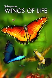 DisneyNature: Wings of Life poster