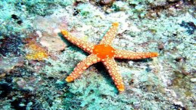 Watch Wondrous Secrets of the Ocean Realm: City in the Sea & Star Gardens Online
