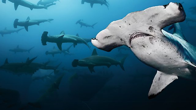 Watch Galapagos: Realm of Giant Sharks Online