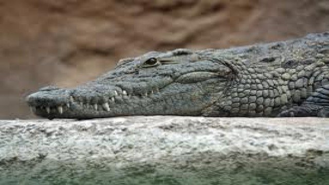 Watch Wild Venezuela - The Orinoco Crocodile Online