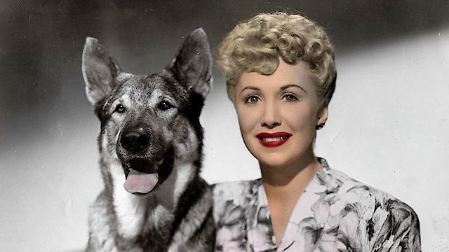 Watch The Return of Rin Tin Tin Online