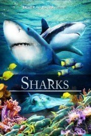 Sharks poster