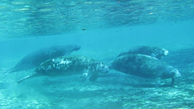 Watch Endangered Mermaids: The Manatees of Florida Online