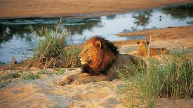 Watch Nature Wonders KRUGER PARK South Africa Online