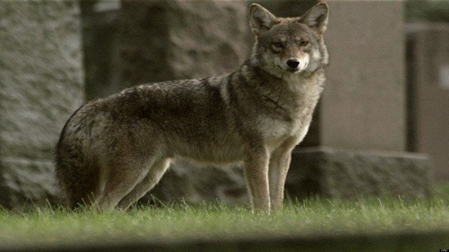 Watch Meet the Coywolf Online