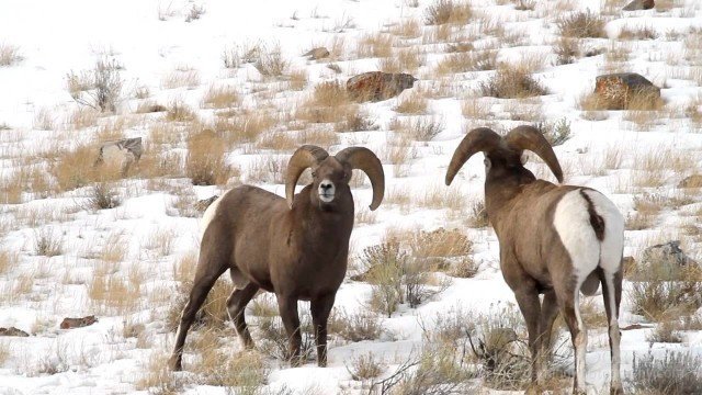 Watch Bighorn Showdowns Online