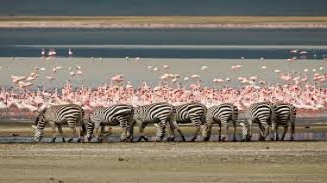 Watch Nature Wonders: Ngorongoro Grater Online