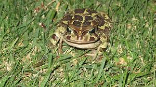 Watch Toads and Frogs - Their Love and Lives Online