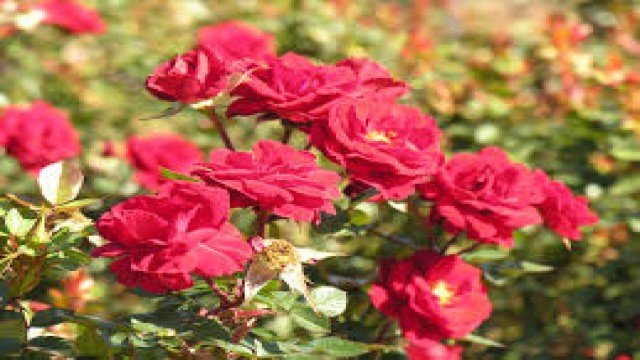 Watch Growing Good Roses Online
