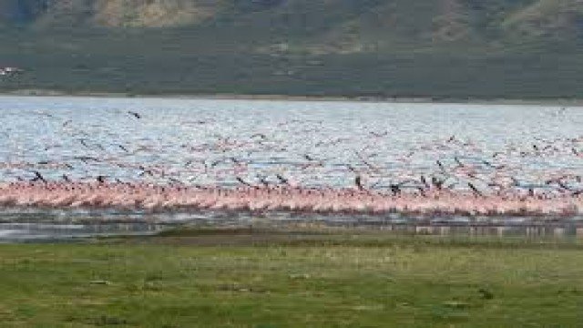 Watch Nature Parks: Lake Bogoria & Lake Baringo Online